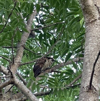 Eudynamys orientalis (Pacific Koel) at QPRC LGA - 1 Mar 2023 by Mavis