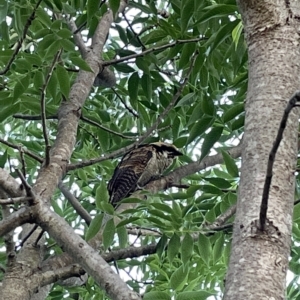 Eudynamys orientalis at Jerrabomberra, NSW - 1 Mar 2023