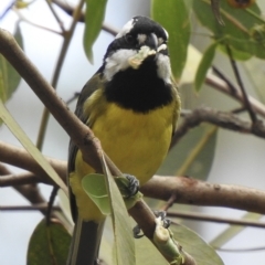 Falcunculus frontatus (Eastern Shrike-tit) at Wollondilly Local Government Area - 1 Mar 2023 by GlossyGal