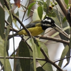 Falcunculus frontatus at Thirlmere, NSW - 1 Mar 2023