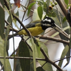 Falcunculus frontatus at Thirlmere, NSW - 1 Mar 2023