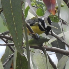 Falcunculus frontatus at Thirlmere, NSW - 1 Mar 2023