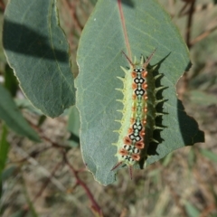 Doratifera quadriguttata (Four-spotted Cup Moth) at Belconnen, ACT - 1 Mar 2023 by JohnGiacon