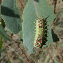 Doratifera quadriguttata (Four-spotted Cup Moth) at Emu Creek - 1 Mar 2023 by JohnGiacon