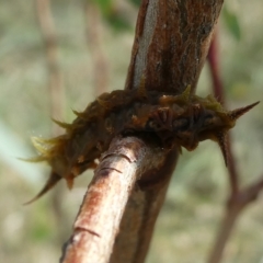 Doratifera quadriguttata at Belconnen, ACT - 1 Mar 2023