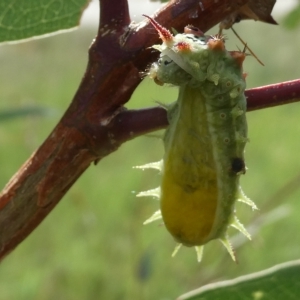 Doratifera quadriguttata at Belconnen, ACT - 1 Mar 2023