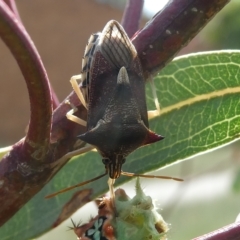 Oechalia schellenbergii (Spined Predatory Shield Bug) at Flea Bog Flat to Emu Creek Corridor - 1 Mar 2023 by JohnGiacon