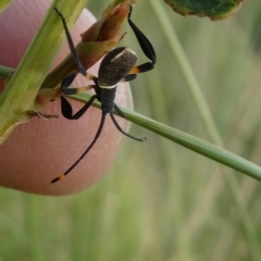 Coreidae (family) (Coreid plant bug) at Belconnen, ACT - 28 Feb 2023 by JohnGiacon