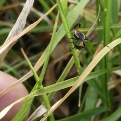 Mictis profana at Belconnen, ACT - 28 Feb 2023 06:05 PM