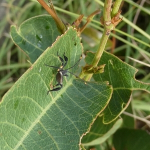 Mictis profana at Belconnen, ACT - 28 Feb 2023 06:05 PM