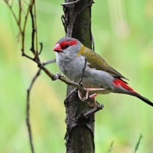 Neochmia temporalis (Red-browed Finch) at Thirlmere, NSW by Freebird
