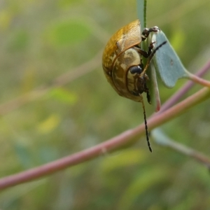 Paropsisterna cloelia at Belconnen, ACT - 28 Feb 2023