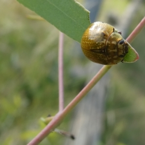 Paropsisterna cloelia at Belconnen, ACT - 28 Feb 2023