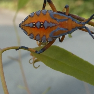 Amorbus sp. (genus) at Belconnen, ACT - 28 Feb 2023