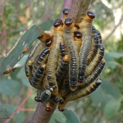 Pseudoperga sp. (genus) (Sawfly, Spitfire) at Flea Bog Flat to Emu Creek Corridor - 28 Feb 2023 by JohnGiacon