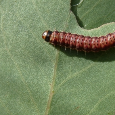 Pyraloidea immature unidentified (Pyraloidea caterpillar / pupa) at Flea Bog Flat to Emu Creek Corridor - 28 Feb 2023 by JohnGiacon