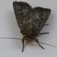 Ectopatria horologa at Belconnen, ACT - 28 Feb 2023 by JohnGiacon