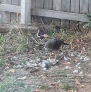 Accipiter cirrocephalus at Wanniassa, ACT - 1 Mar 2023