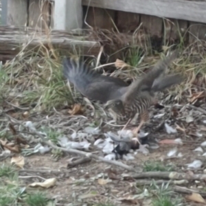 Accipiter cirrocephalus at Wanniassa, ACT - 1 Mar 2023