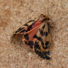 Ardices curvata (Crimson Tiger Moth) at Broulee Moruya Nature Observation Area - 17 Feb 2023 by LisaH