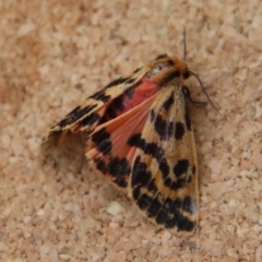 Ardices curvata (Crimson Tiger Moth) at Moruya, NSW - 17 Feb 2023 by LisaH