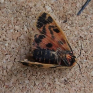 Ardices curvata at Moruya, NSW - 17 Feb 2023