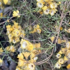 Chrysocephalum semipapposum (Clustered Everlasting) at Fentons Creek, VIC - 26 Feb 2023 by KL