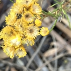 Chrysocephalum semipapposum at Fentons Creek, VIC - suppressed