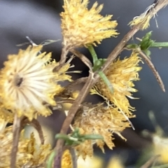 Chrysocephalum semipapposum at Fentons Creek, VIC - 26 Feb 2023