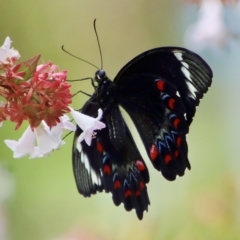 Papilio aegeus (Orchard Swallowtail, Large Citrus Butterfly) at Broulee Moruya Nature Observation Area - 17 Feb 2023 by LisaH