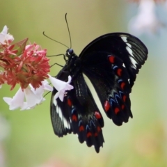 Papilio aegeus (Orchard Swallowtail, Large Citrus Butterfly) at Moruya, NSW - 17 Feb 2023 by LisaH
