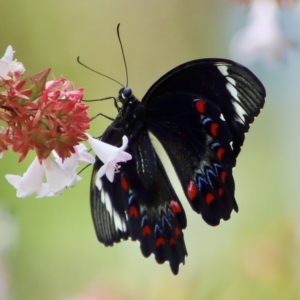 Papilio aegeus at Moruya, NSW - 17 Feb 2023