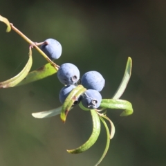 Santalum obtusifolium (Coastal Sandalwood) at Broulee, NSW - 16 Feb 2023 by LisaH