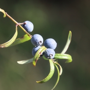 Santalum obtusifolium at Broulee, NSW - 17 Feb 2023