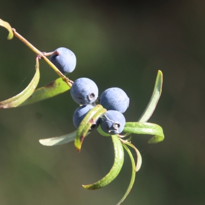 Santalum obtusifolium (Coastal Sandalwood) at Broulee Moruya Nature Observation Area - 17 Feb 2023 by LisaH