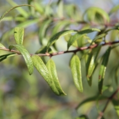 Santalum obtusifolium at Broulee, NSW - suppressed