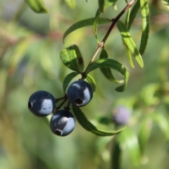 Santalum obtusifolium at Broulee, NSW - 17 Feb 2023