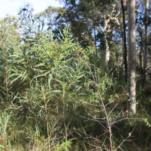 Santalum obtusifolium at Broulee, NSW - suppressed