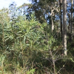 Santalum obtusifolium at Broulee, NSW - 17 Feb 2023