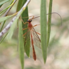 Dicamptus fuscicornis (Ichneumon wasp) at Murrumbateman, NSW - 28 Feb 2023 by SimoneC