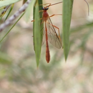 Dicamptus fuscicornis at Murrumbateman, NSW - 28 Feb 2023