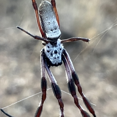Unidentified Orb-weaving spider (several families) at Fentons Creek, VIC - 23 Feb 2023 by KL