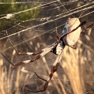 Nephila sp. (genus) at Fentons Creek, VIC - suppressed