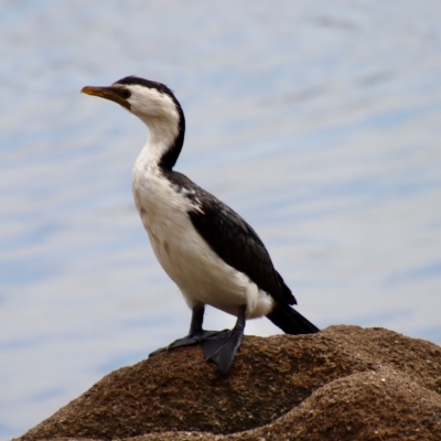 Microcarbo melanoleucos (Little Pied Cormorant) at Broulee Moruya Nature Observation Area - 17 Feb 2023 by LisaH