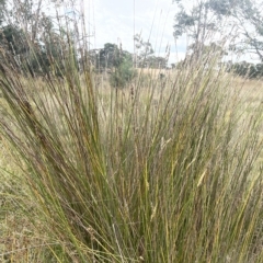 Carex tereticaulis (Poongort) at Lake George, NSW - 1 Mar 2023 by JaneR