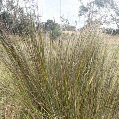 Carex tereticaulis (Poongort) at Sweeney's TSR - 1 Mar 2023 by JaneR