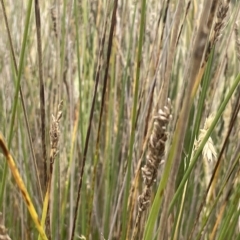 Carex tereticaulis at Lake George, NSW - 1 Mar 2023 12:11 PM