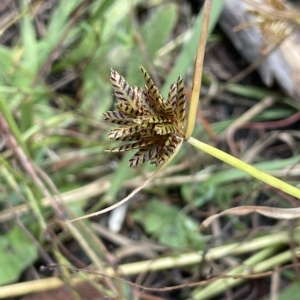 Cyperus sanguinolentus at Lake George, NSW - 1 Mar 2023 11:08 AM