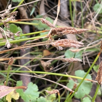 Eleocharis atricha (Tuber Spikerush) at Sweeney's Travelling Stock Reserve - 1 Mar 2023 by JaneR