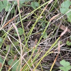 Eleocharis atricha at Lake George, NSW - 1 Mar 2023 11:22 AM